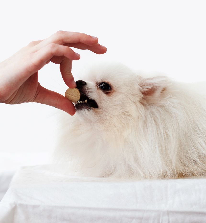 veterinarian giving a pill to a white pomeranian dog that has opened its mouth