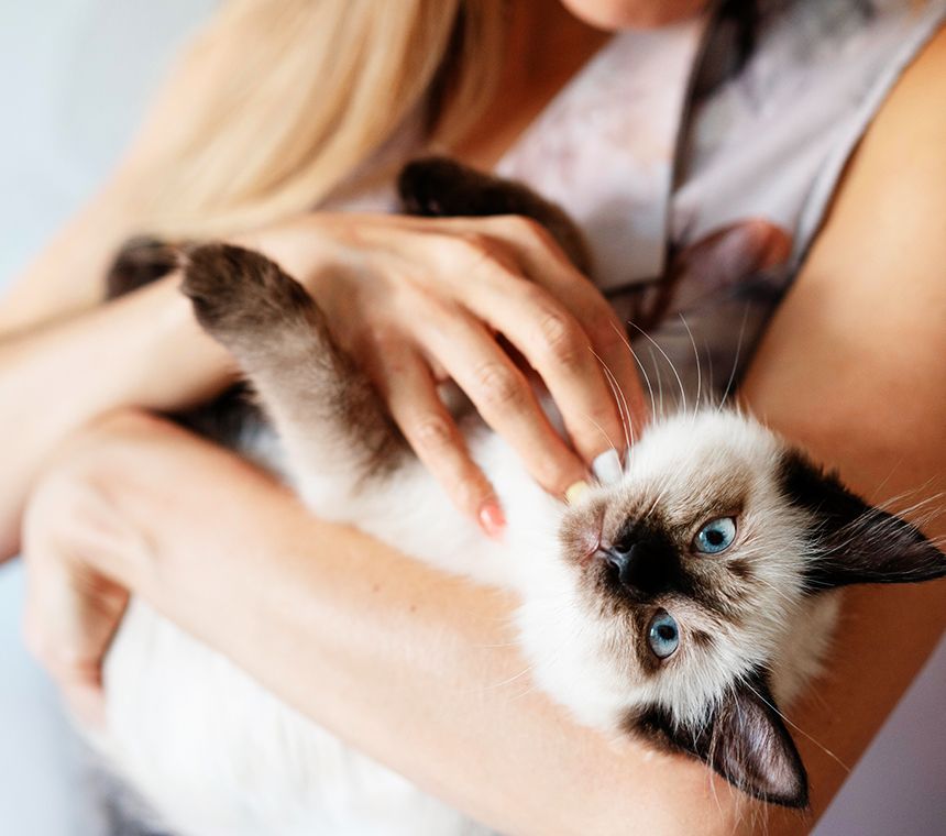 Close up owner holding cat