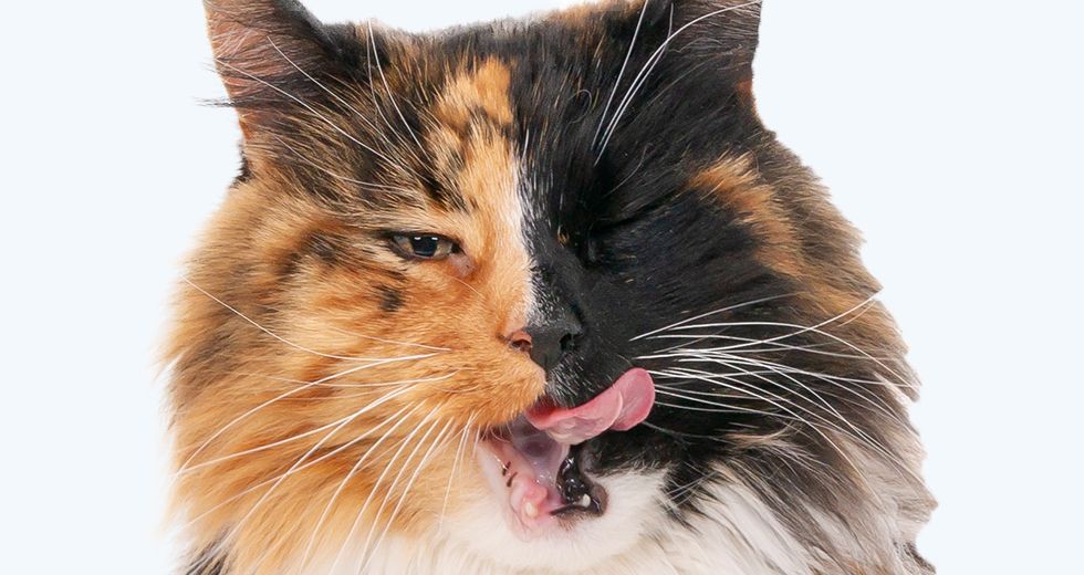 Shot long haired calico cat winking camera with tongue out