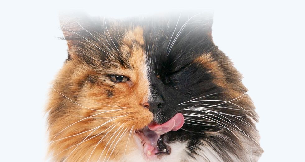 Shot long haired calico cat winking camera with tongue out