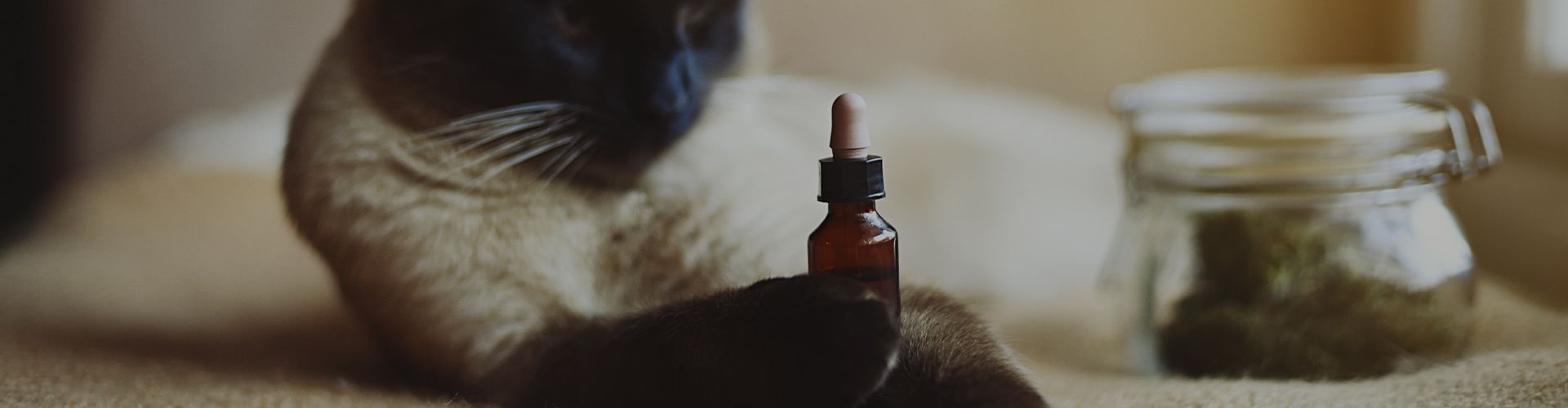 cat catching cbd oil dropper animals with out focus background selective focus