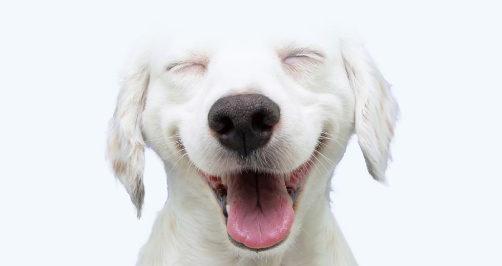 Happy puppy smiling on isolated background