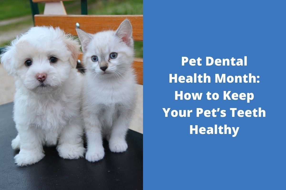 20220223-090247Pet-Dental-Health-Month-How-to-Keep-Your-Pets-Teeth-Healthy