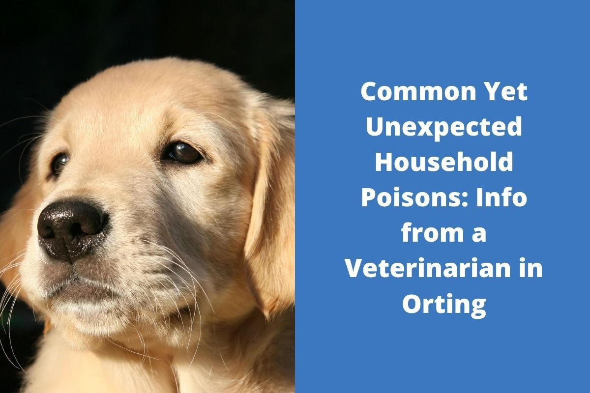 20220324-072749Common-Yet-Unexpected-Household-Poisons-Info-from-a-Veterinarian-in-Orting-1