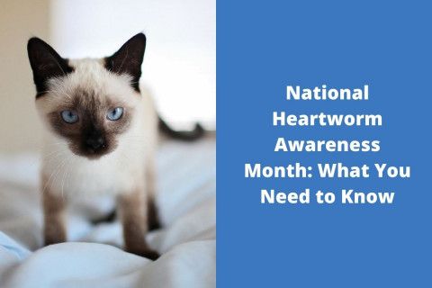 20220413-051258National-Heartworm-Awareness-Month-What-You-Need-to-Know