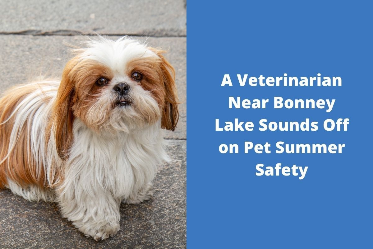 20220525-055550A-Veterinarian-Near-Bonney-Lake-Sounds-Off-on-Pet-Summer-Safety