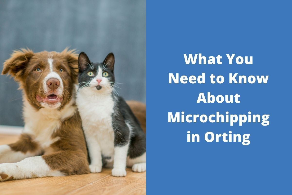 20220629-035236What-You-Need-to-Know-About-Microchipping-in-Orting