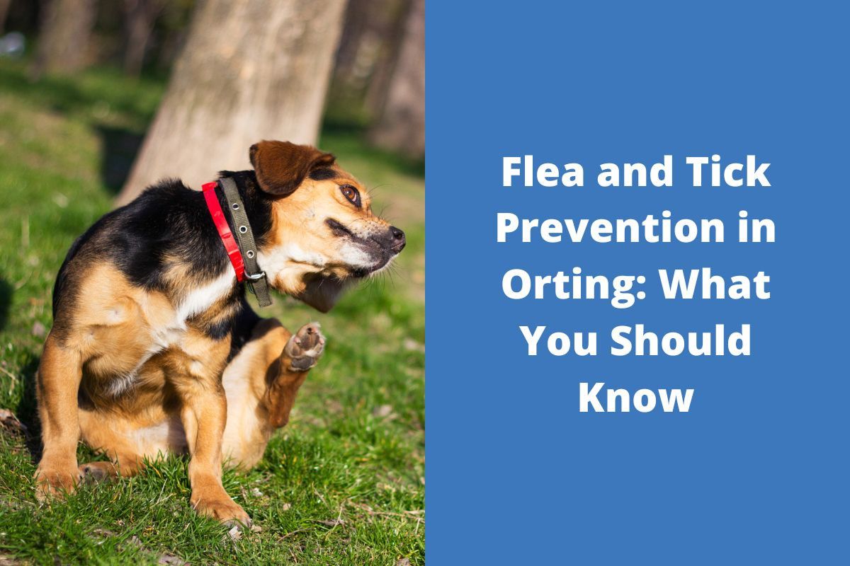 20220726-071035Flea-and-Tick-Prevention-in-Orting-What-You-Should-Know