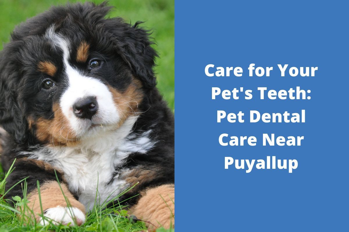 20220929-061116Care-for-Your-Pets-Teeth-Pet-Dental-Care-Near-Puyallup