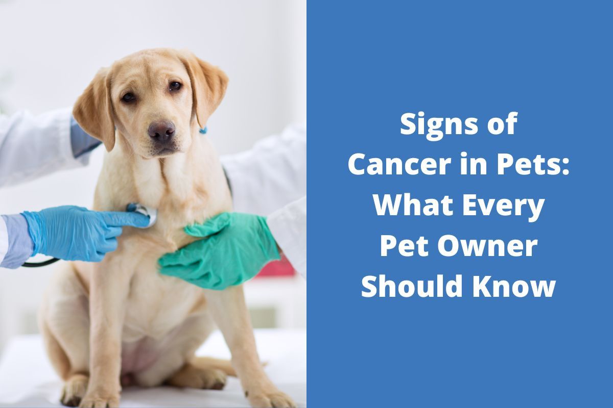 20221206-073429Signs-of-Cancer-in-Pets-What-Every-Pet-Owner-Should-Know