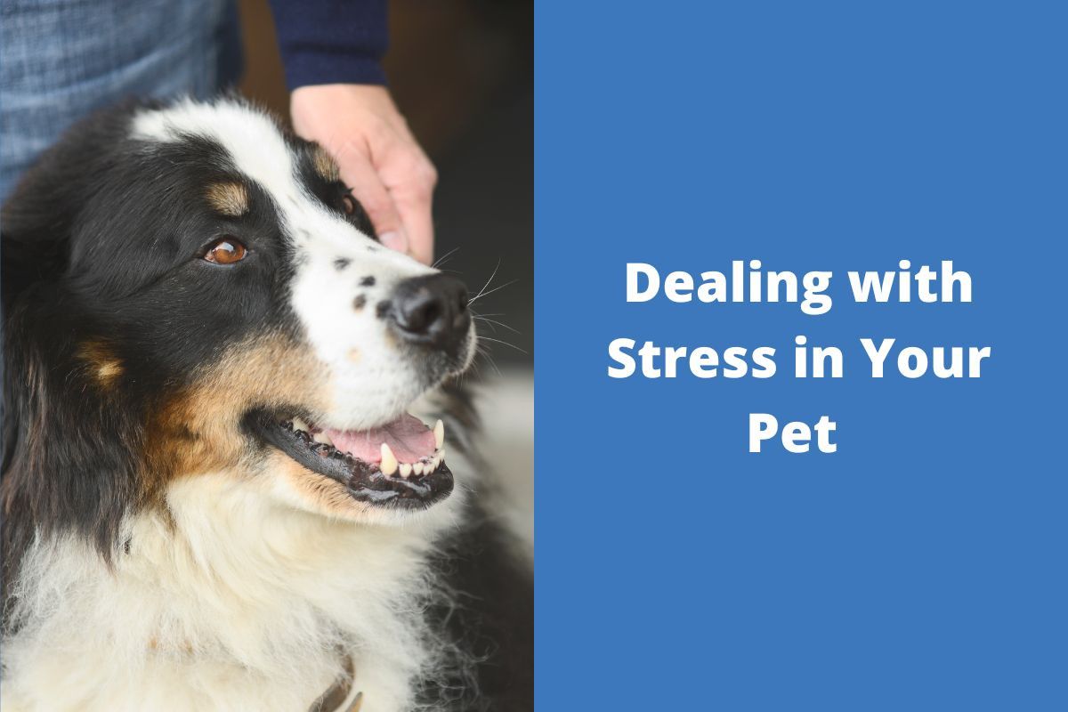 20230123-051819Dealing-with-Stress-in-Your-Pet-