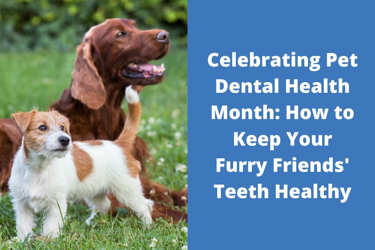 20230222-090040Celebrating-Pet-Dental-Health-Month-How-to-Keep-Your-Furry-Friends-Teeth-Healthy