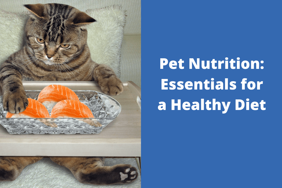 20230803-203510Pet-Nutrition-Essentials-for-a-Healthy-Diet-5