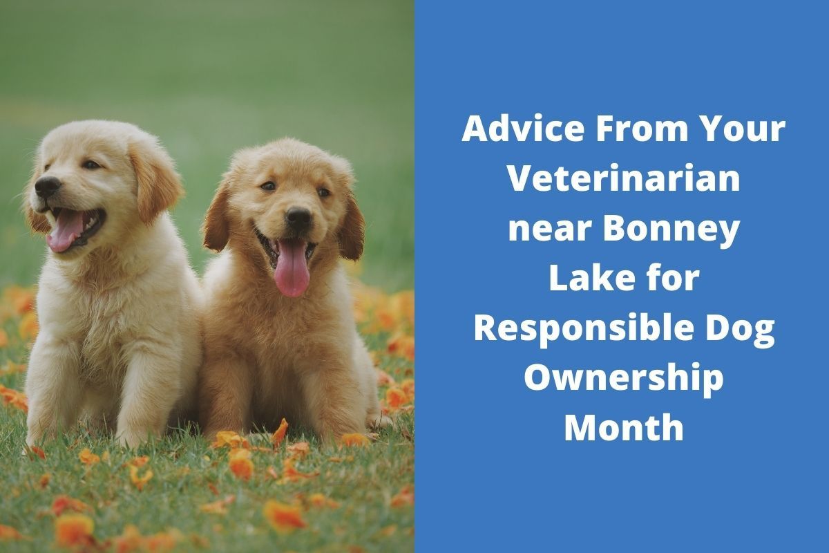Advice-From-Your-Veterinarian-near-Bonney-Lake-for-Responsible-Dog-Ownership-Month