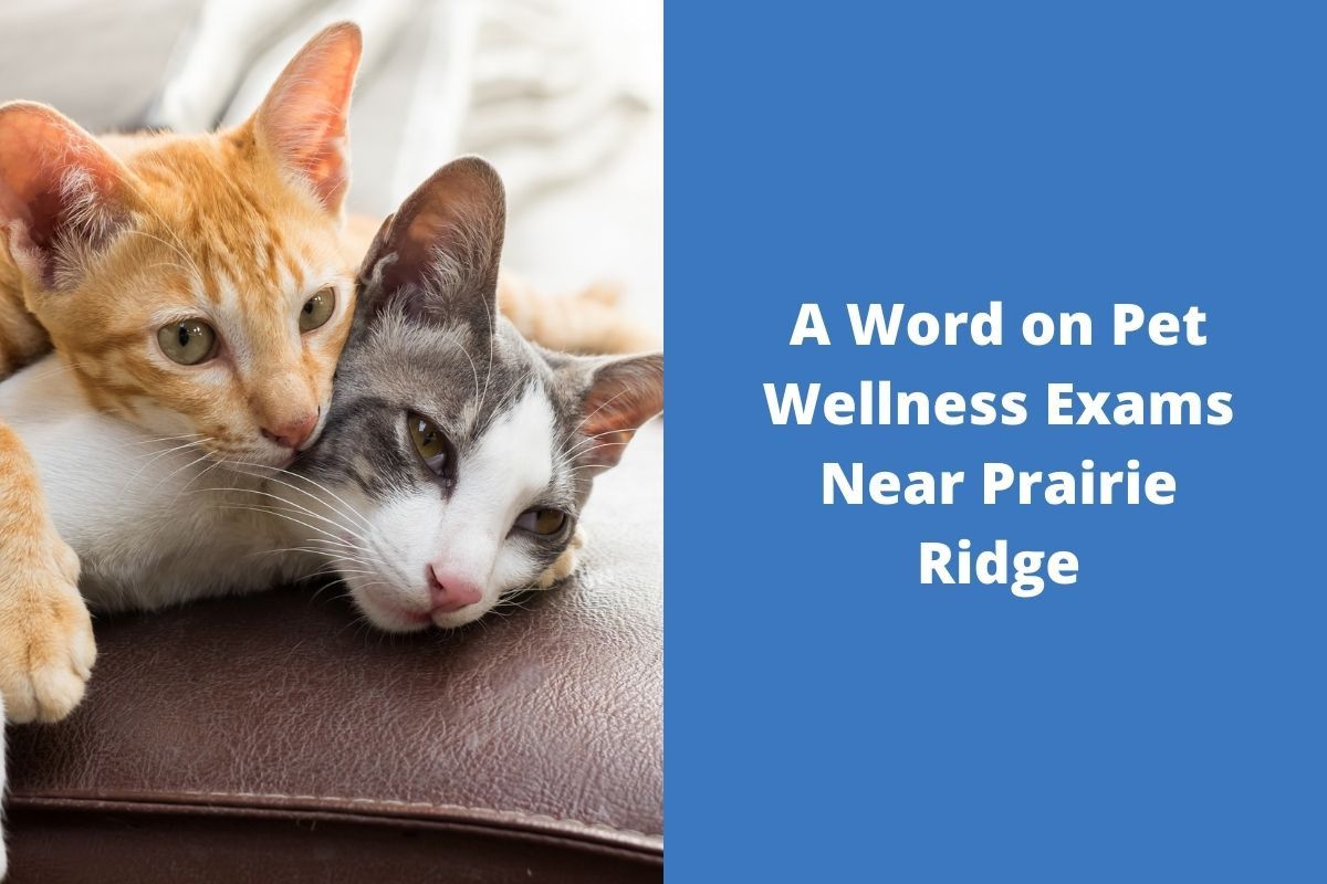 A-Word-on-Pet-Wellness-Exams-Near-Prairie-Ridge-1