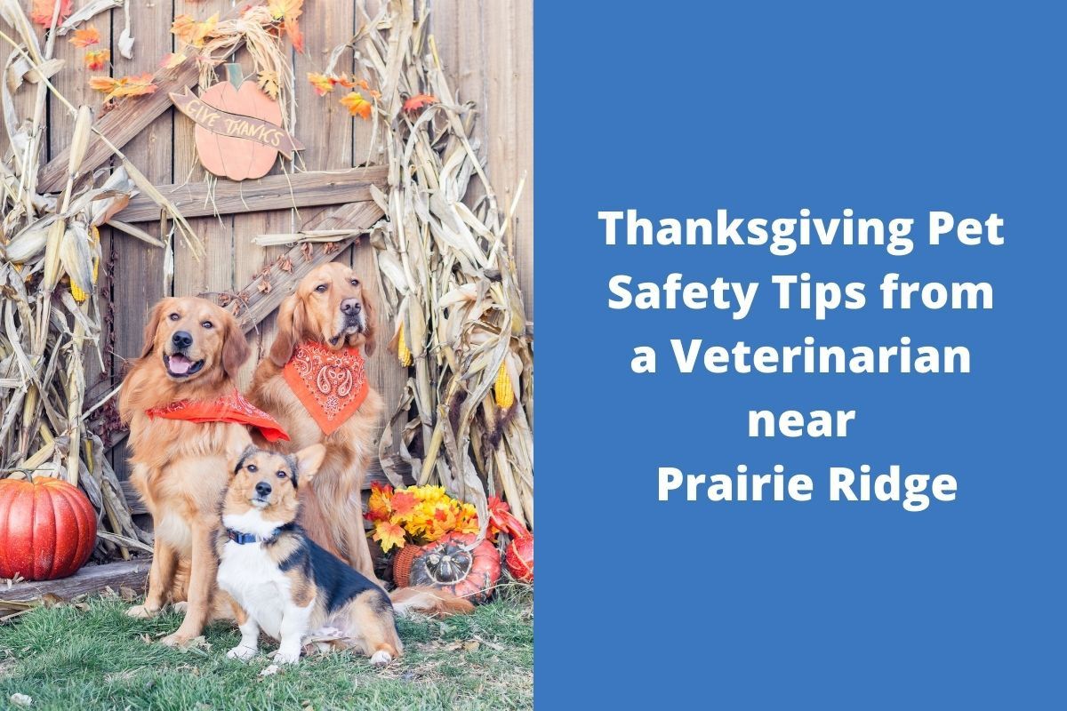 Thanksgiving-Pet-Safety-Tips-from-a-Veterinarian-near-Prairie-Ridge