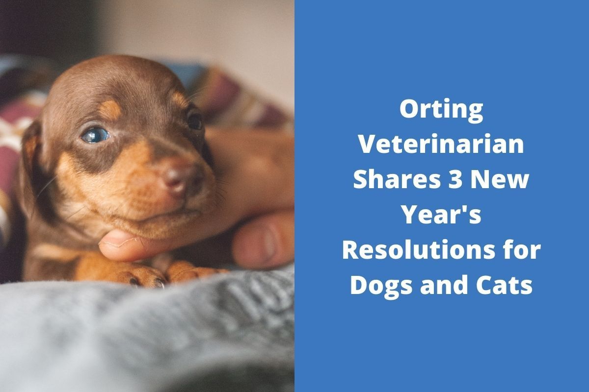 Orting-Veterinarian-Shares-3-New-Years-Resolutions-for-Dogs-and-Cats