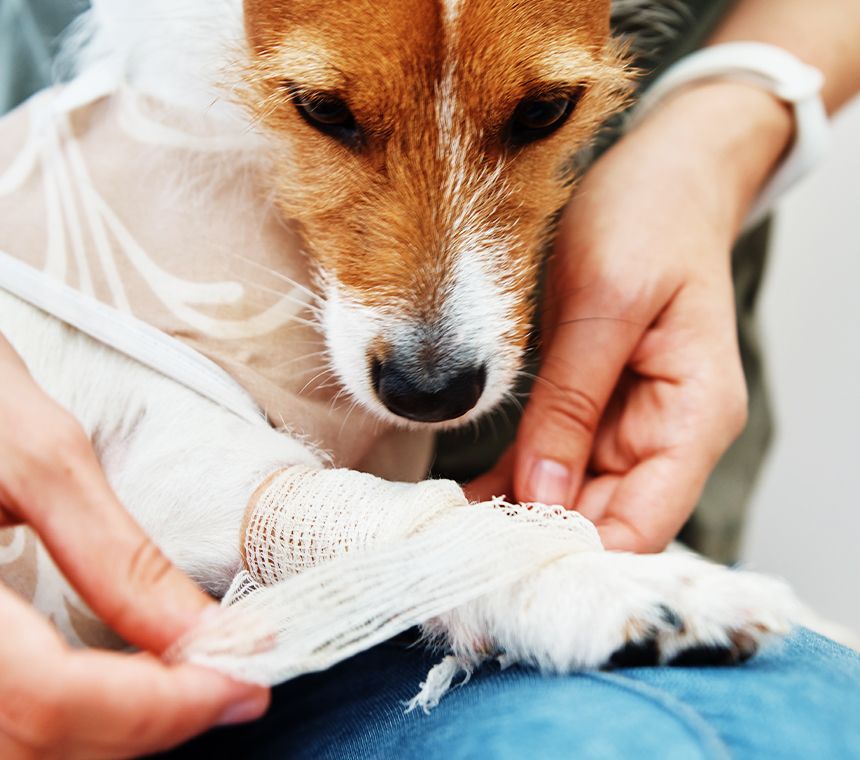 Jack russell terrier catheter rehabilitation animal after surgery.jpg