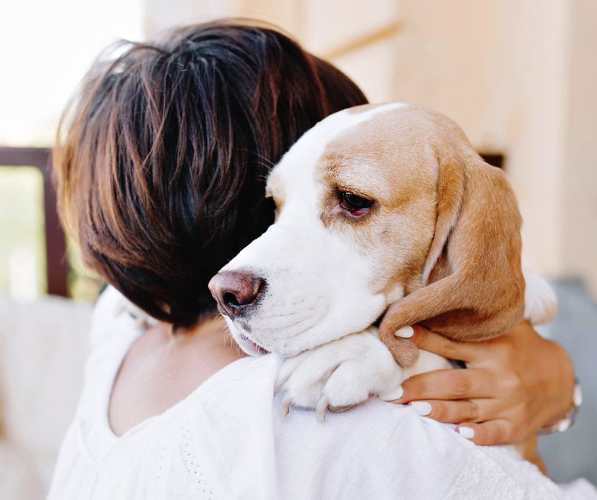 close-up portrait of sad beagle dog looking away over the shoulder of brunette girl