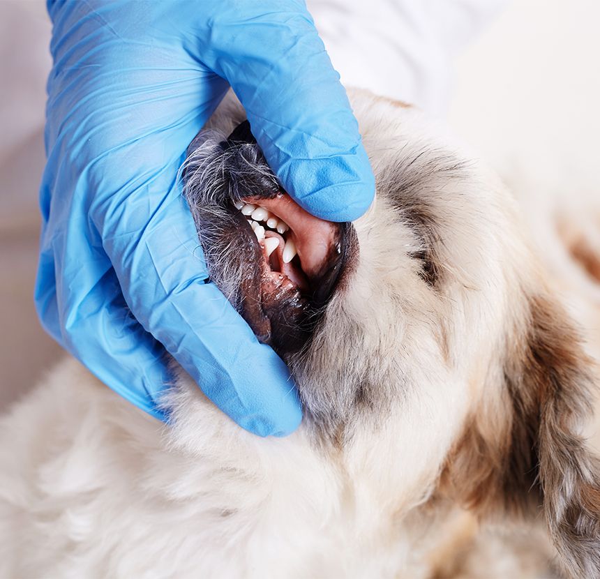 vet dentist checking dog's teeth of fluffy angry dog being examined in veterinary clinic