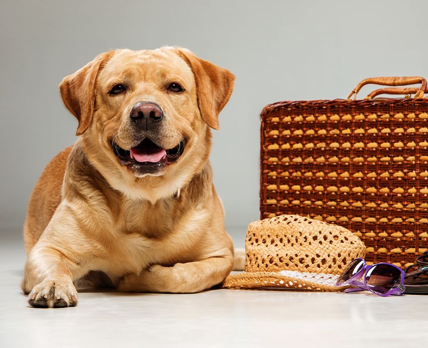 beautiful labrador next to a suitcase ready to travel