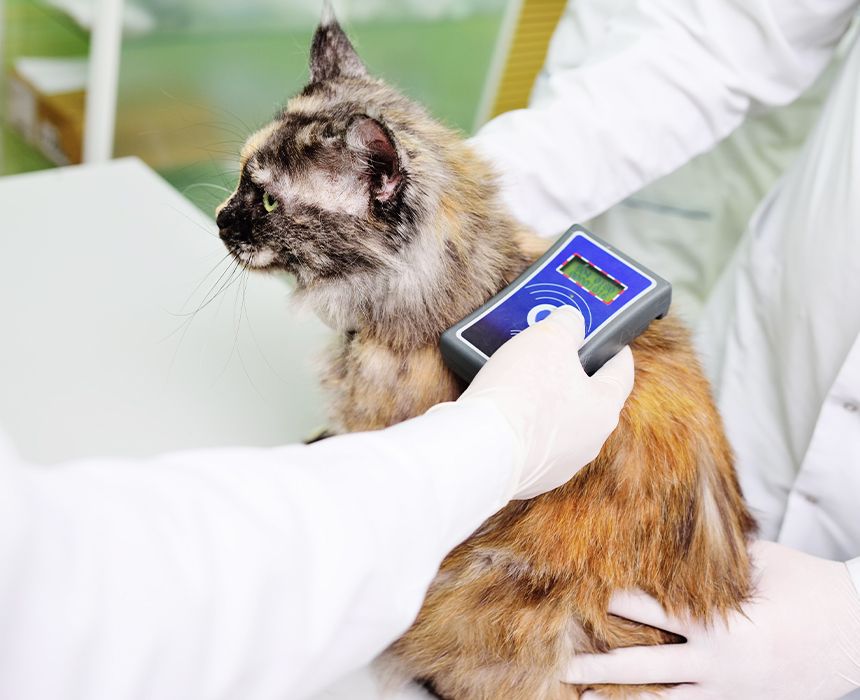 veterinarian scanning a cat for a microchip