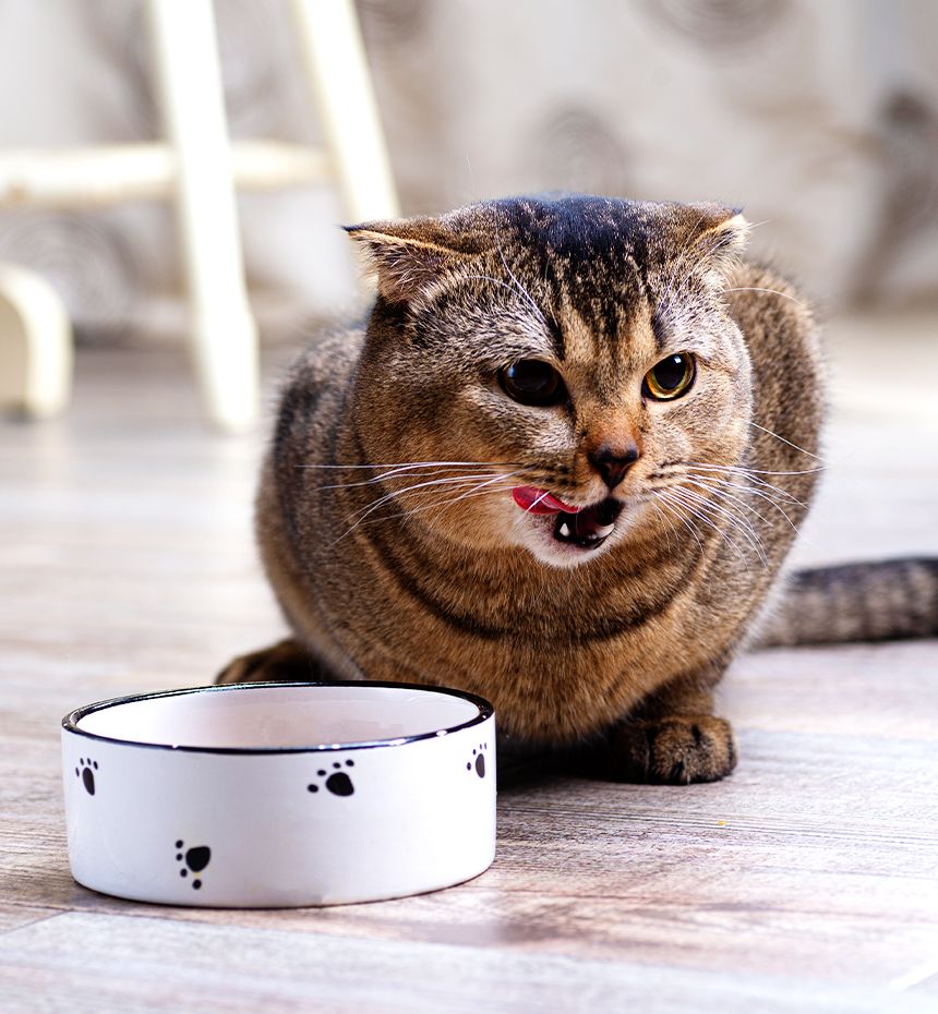 a cute cat eats food at home and licks his lips with his tongue