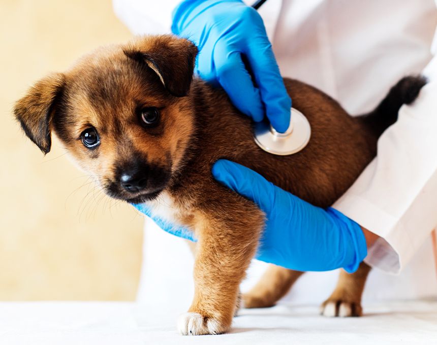 veterinarian holding cute puppy to check it with his stethoscope