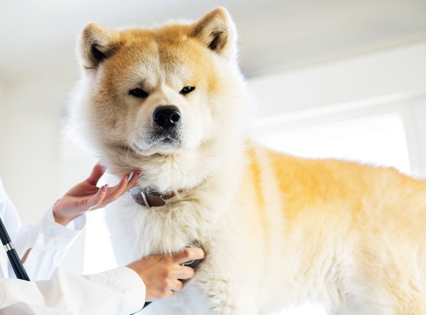 veterinary woman auscultating an akita inu dog