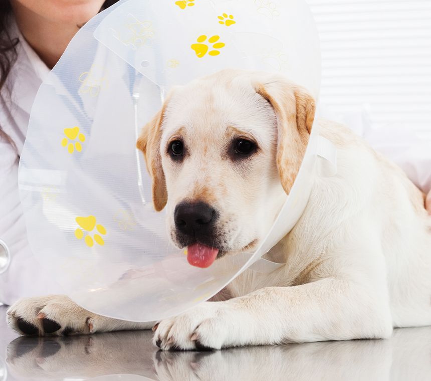 yellow lab dog with a cone after his sterilization surgery