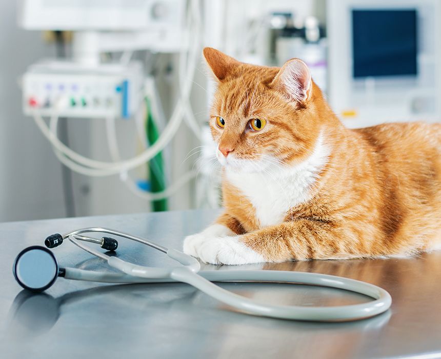 ginger cat on the table in the operating room