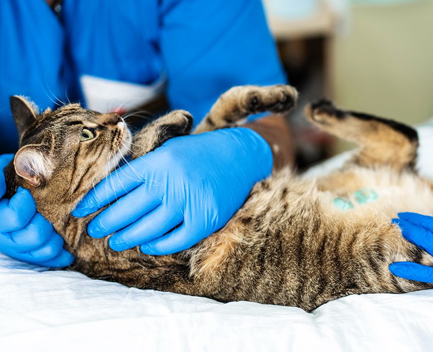 veterinarians carry through an ultrasound examination of a domestic cat