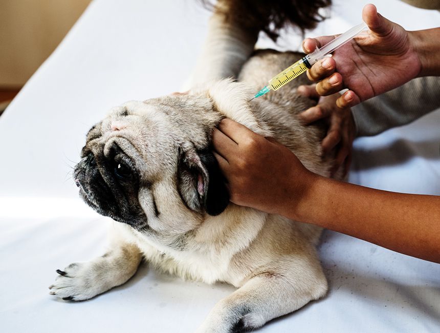 pet pug dog having a vaccination
