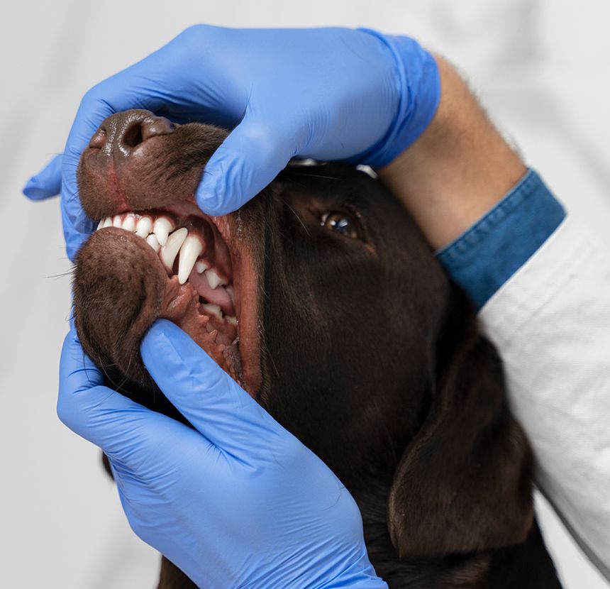 vet dentist checking dog's teeth of fluffy angry dog being examined in veterinary clinic