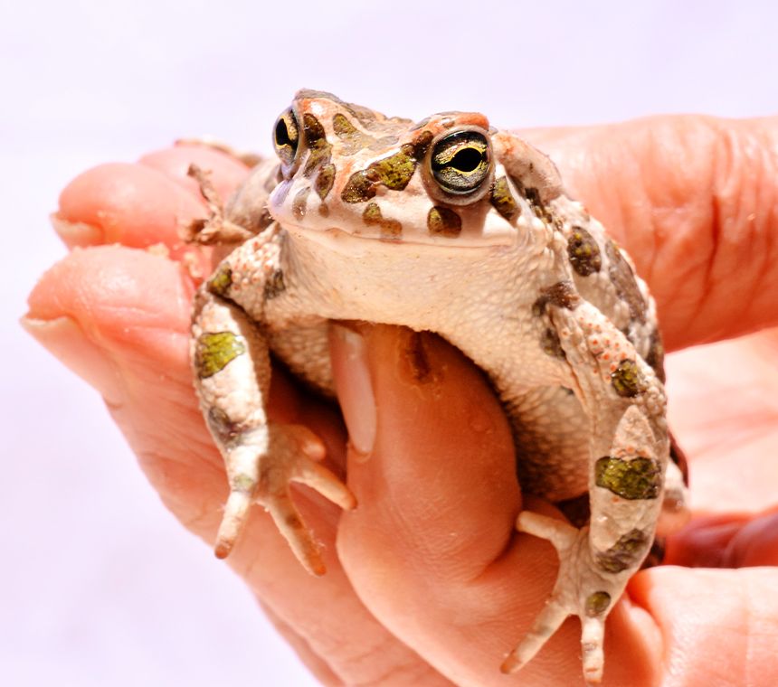 Toad in his owner's hand on a lightly background